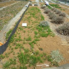 スギナとドクダミが蔓延ってしまった畑の除草作業