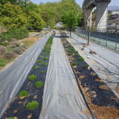カモマイル・ローマン畑の除草作業が続いています