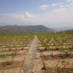 農場のローズ畑は夏のような暖かさになりました