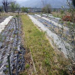 事務局前も雑草が伸び放題になっているので草刈り作業をしました