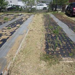 畑の作業を優先する為、事務局前は後回しになってしまいます