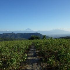 気温28℃のローズ畑、写真には映っていませんが赤とんぼが舞っています