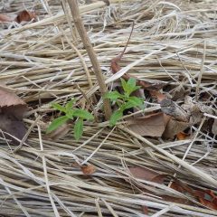 レモンバーベナの新芽が顔を出しました