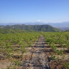 農場のローズ畑