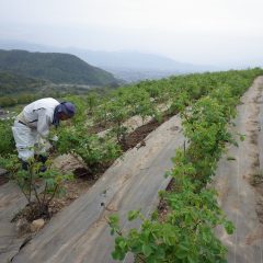 農場ではローズ畑の除草作業が続けられています