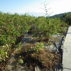 ローズ畑の茂みの中で今日も除草作業が続いています