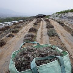 新芽の成長を妨げないように畑を綺麗にします