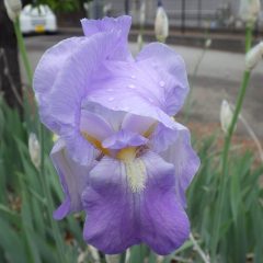 ニオイアヤメの花が咲き始めました