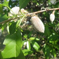 アーモンドは花が散った後に実が出来ています