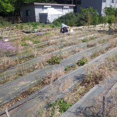 ティートゥリー畑の除草作業中