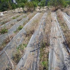 株と株の間に雑草がビッシリ生えてしまいました