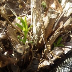 ティートゥリーの新芽が出て来ました