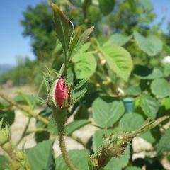 事務局前のローズの蕾から花弁が覗いています