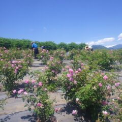 まだ蕾は残っていますが今年の蒸留予定の収穫量に達しました