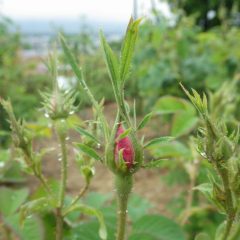 もう少しで咲きそうなローズ・ダマスケナの蕾