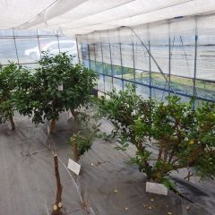 雨続きの為ハウスでの作業