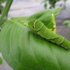 犯人はアゲハの幼虫でした