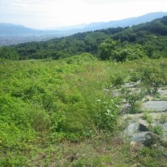 ローズ畑外周の草刈り作業の続きです