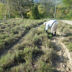 タイム・ブルガリス畑の除草作業が行われています