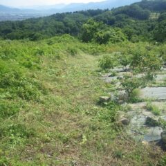 つる性の雑草がローズ畑まで伸びて来て巻き付くのを防ぎます