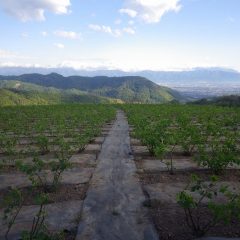 農場のローズ畑は昼過ぎになって陽が射して来ました