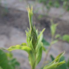 ローズの蕾が膨らんでいます