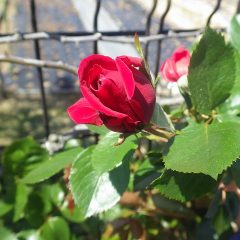 フェンスのつるバラ（ダイナマイト）は開花まであと一息
