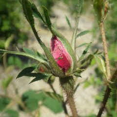 事務局前のローズはピンクの花弁が見えて来ました