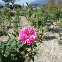 事務局前のローズが開花しました