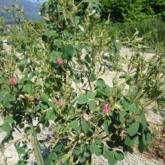 開花を待ちわびている蕾も沢山あります