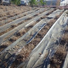 除草作業が終わって綺麗になったティートゥリー畑