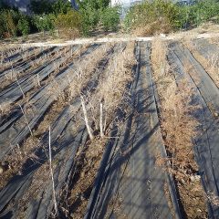 株元から次々と出ている新芽にたっぷりと太陽が当たるようになりました