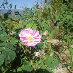 事務局前のローズ・ダマスケナが開花しました
