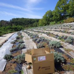 今年は枯れたり傷んだ株が多かったので植え替え作業をしました