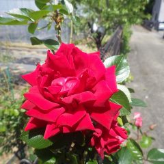 つるバラのダイナマイトも開花しました