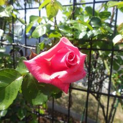 つるバラの羽衣は花弁をほころばせ始めました