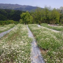 カモマイル・ジャーマン畑