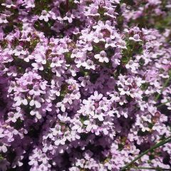 順調に開花して連休明けから収穫と蒸留が出来そうです