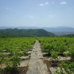 農場のローズ畑は霞んでいます