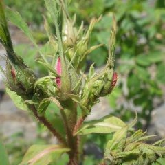 農場のローズは連休明け位には開花しそうです