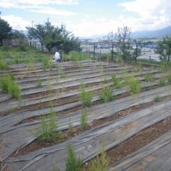 ティートゥリー畑の除草作業中