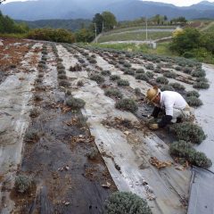 夕方までに200株の植え込みが終わりました