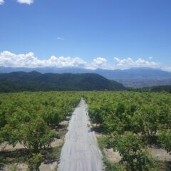 夏空になった農場のローズ畑