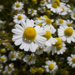 風が吹くとリンゴのような甘酸っぱい香りが漂います