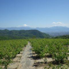 農場は快晴の青空が広がっています