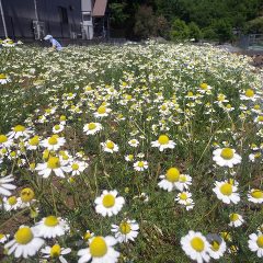 沢山の花が咲いています