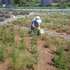 カモマイル・ジャーマンの収穫作業が始まりました