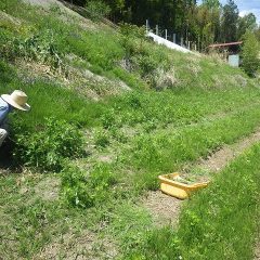 ヨモギ畑の除草作業中