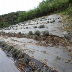 植え替え作業が続いているラベンダー畑