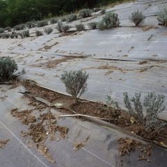 こちらの畑は傷んだ株や枯れた株を500本植え替えています